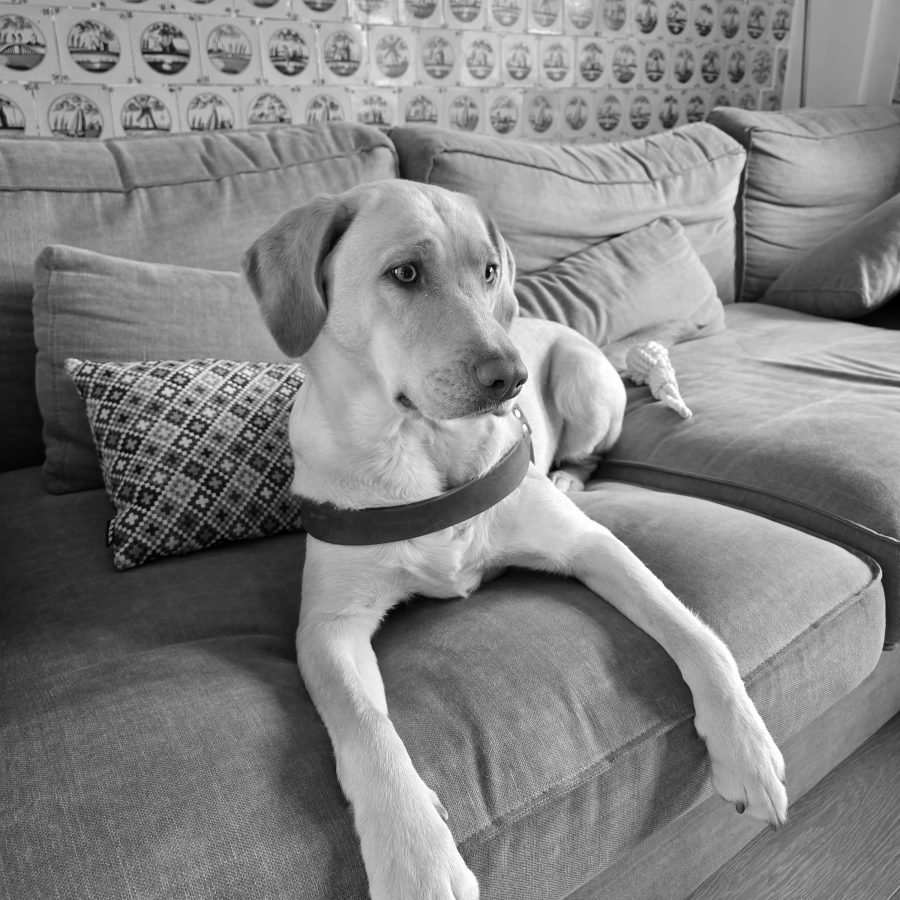 Diba, zuständig für gute Laune und Objektbewachung